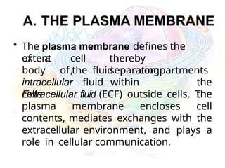 A. THE PLASMA MEMBRANE
• The plasma membrane defines the
extent cell
,
thereby
separating
intracellular fluid within
cells
of a
body of the fluid compartments
the
the
Extracellular fluid (ECF) outside cells. The
plasma membrane encloses cell
contents, mediates exchanges with the
extracellular environment, and plays a
role in cellular communication.
 