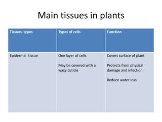 Main tissues in plants
Tissues types Types of cells Function
Epidermal tissue One layer of cells
May be covered with a
waxy cuticle
Covers surface of plant
Protects from physical
damage and infection
Reduce water loss
 