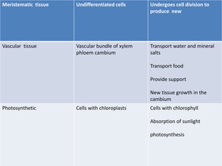 Meristematic tissue Undifferentiated cells Undergoes cell division to
produce new
Vascular tissue Vascular bundle of xylem
phloem cambium
Transport water and mineral
salts
Transport food
Provide support
New tissue growth in the
cambium
Photosynthetic Cells with chloroplasts Cells with chlorophyll
Absorption of sunlight
photosynthesis
 