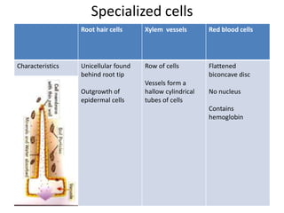 Specialized cells
Root hair cells Xylem vessels Red blood cells
Characteristics Unicellular found
behind root tip
Outgrowth of
epidermal cells
Row of cells
Vessels form a
hallow cylindrical
tubes of cells
Flattened
biconcave disc
No nucleus
Contains
hemoglobin
 