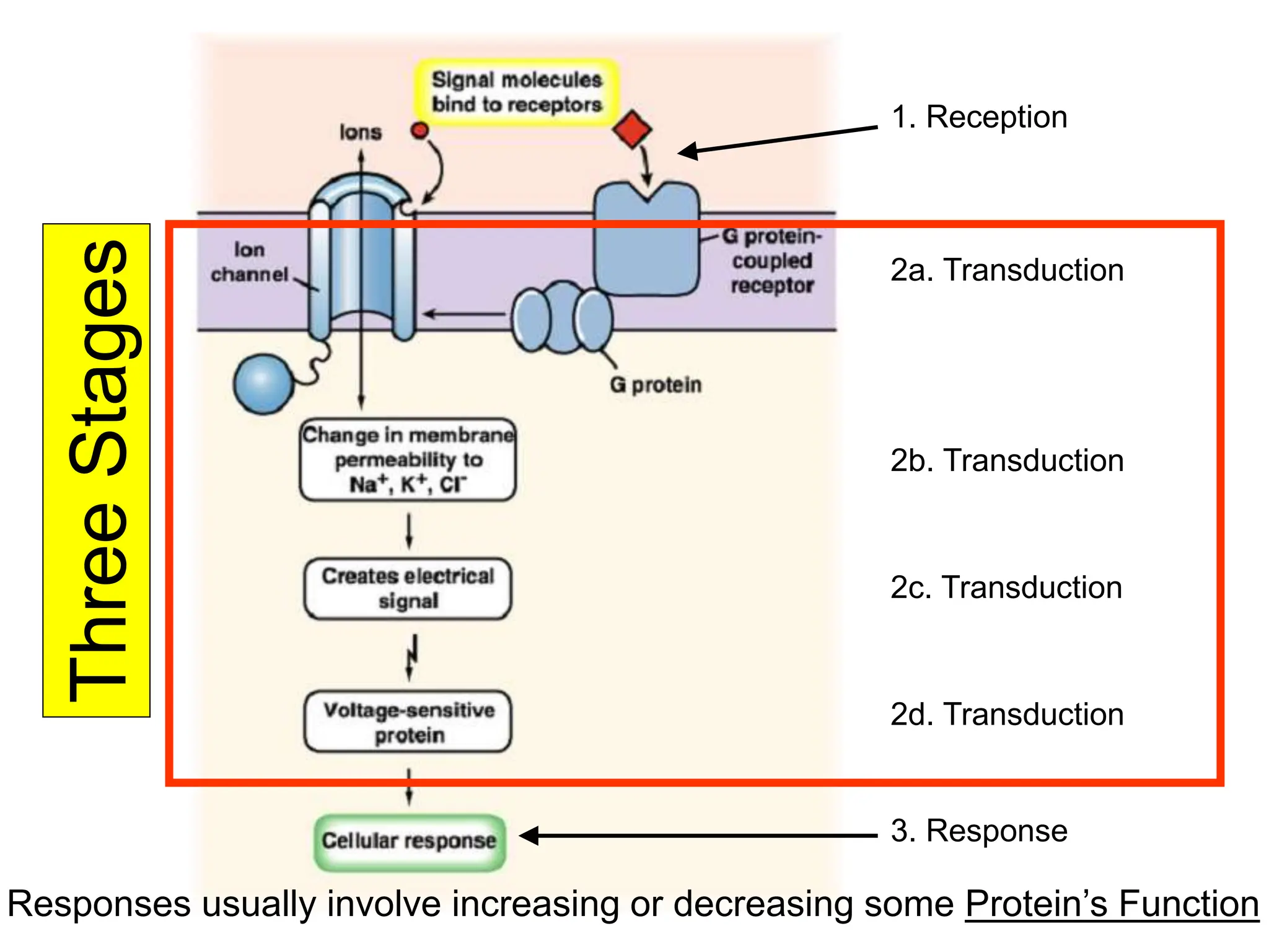 Three
Stages
2a. Transduction
2b. Transduction
2c. Transduction
2d. Transduction
1. Reception
3. Response
Responses usually involve increasing or decreasing some Protein’s Function
 