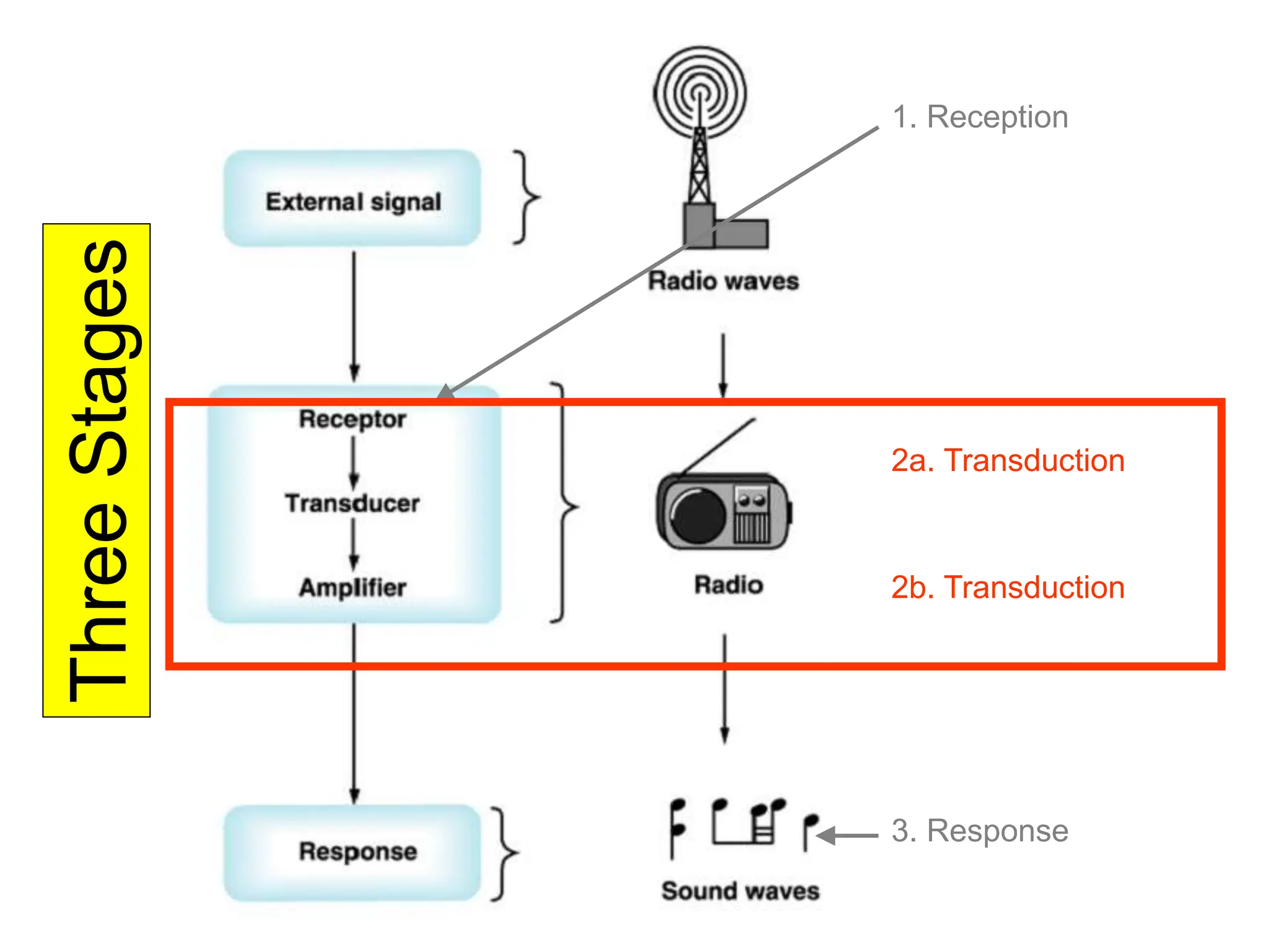 Three
Stages
2a. Transduction
2b. Transduction
1. Reception
3. Response
 