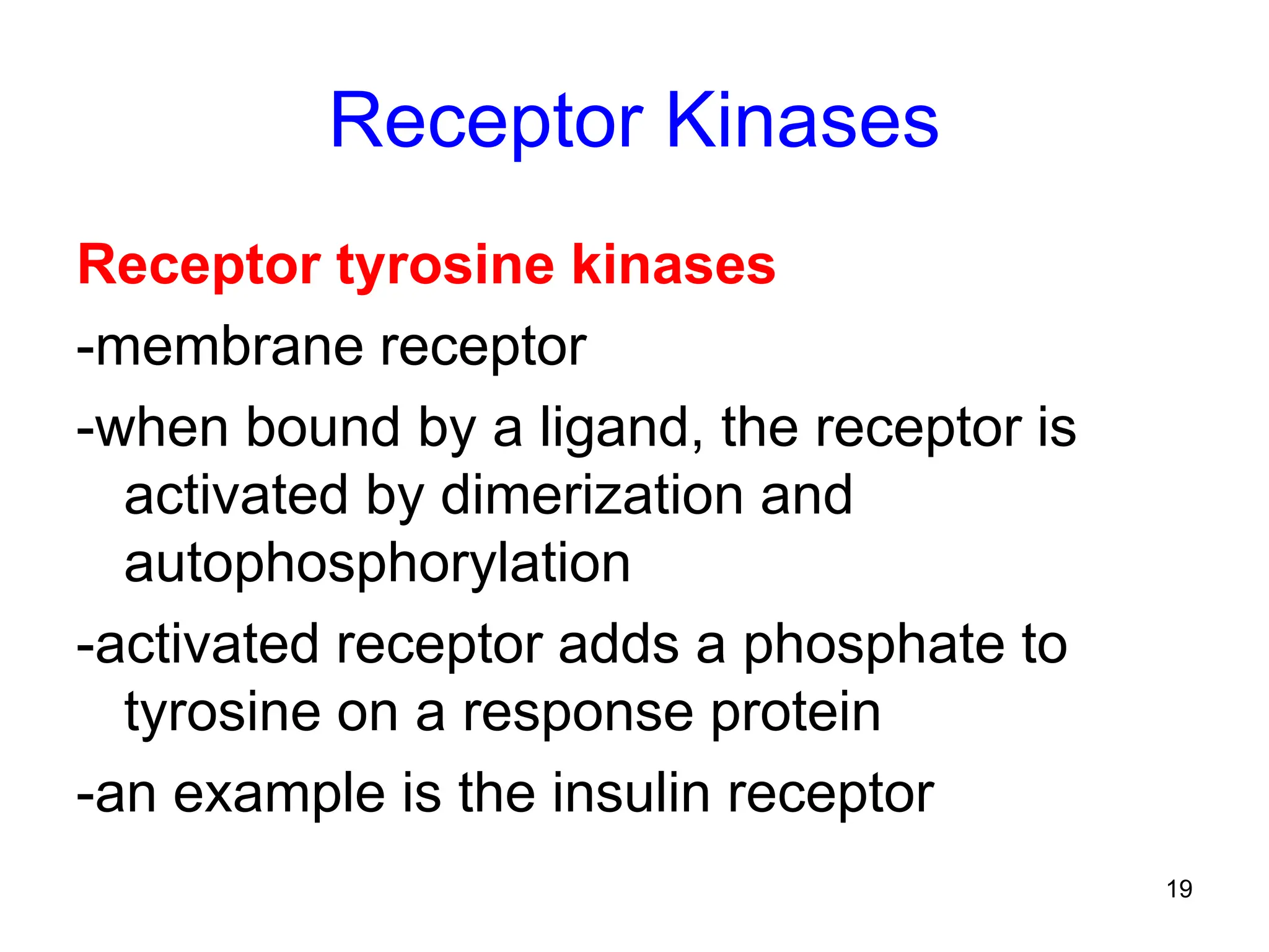 19
Receptor Kinases
Receptor tyrosine kinases
-membrane receptor
-when bound by a ligand, the receptor is
activated by dimerization and
autophosphorylation
-activated receptor adds a phosphate to
tyrosine on a response protein
-an example is the insulin receptor
 