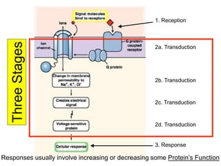 Three
Stages
2a. Transduction
2b. Transduction
2c. Transduction
2d. Transduction
1. Reception
3. Response
Responses usually involve increasing or decreasing some Protein’s Function
 