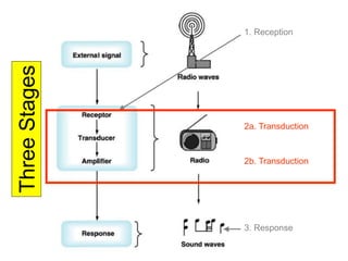 Three
Stages
2a. Transduction
2b. Transduction
1. Reception
3. Response
 