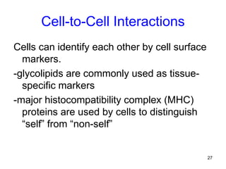 27
Cell-to-Cell Interactions
Cells can identify each other by cell surface
markers.
-glycolipids are commonly used as tissue-
specific markers
-major histocompatibility complex (MHC)
proteins are used by cells to distinguish
“self” from “non-self”
 