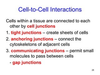 28
Cell-to-Cell Interactions
Cells within a tissue are connected to each
other by cell junctions
1. tight junctions – create sheets of cells
2. anchoring junctions – connect the
cytoskeletons of adjacent cells
3. communicating junctions – permit small
molecules to pass between cells
- gap junctions
 