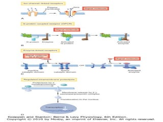Cell to cell communication | PPT