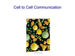Cell to Cell Communication 