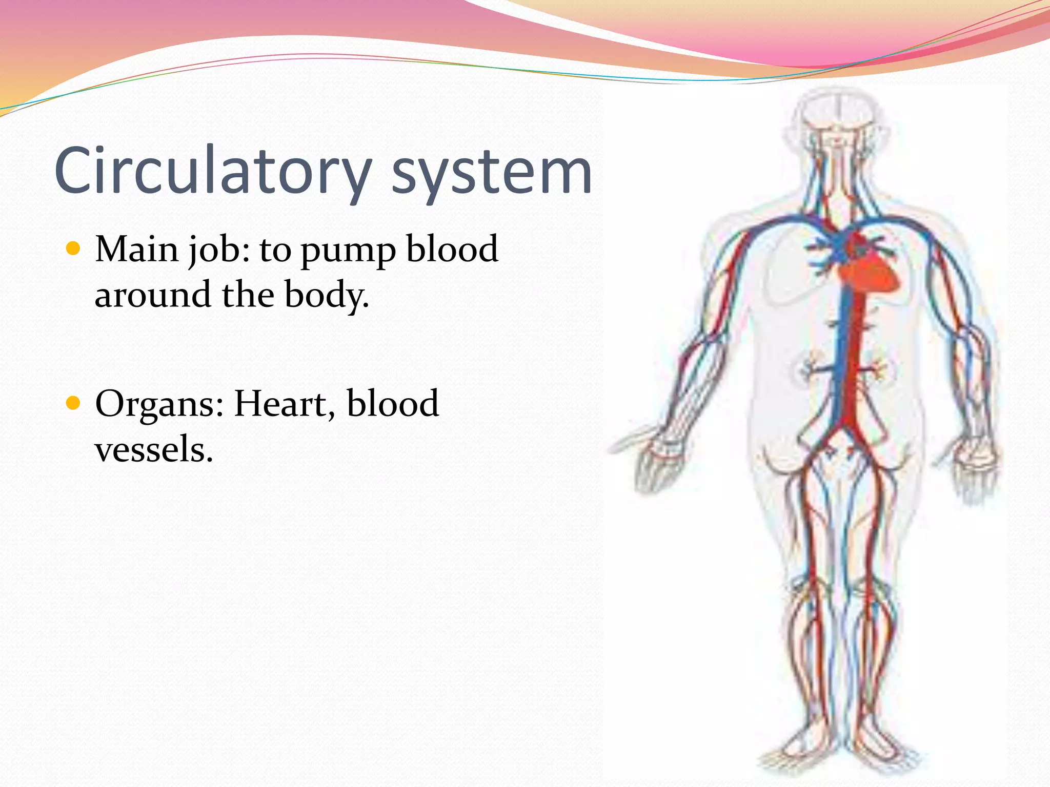 Circulatory system
 Main job: to pump blood
around the body.
 Organs: Heart, blood
vessels.
 