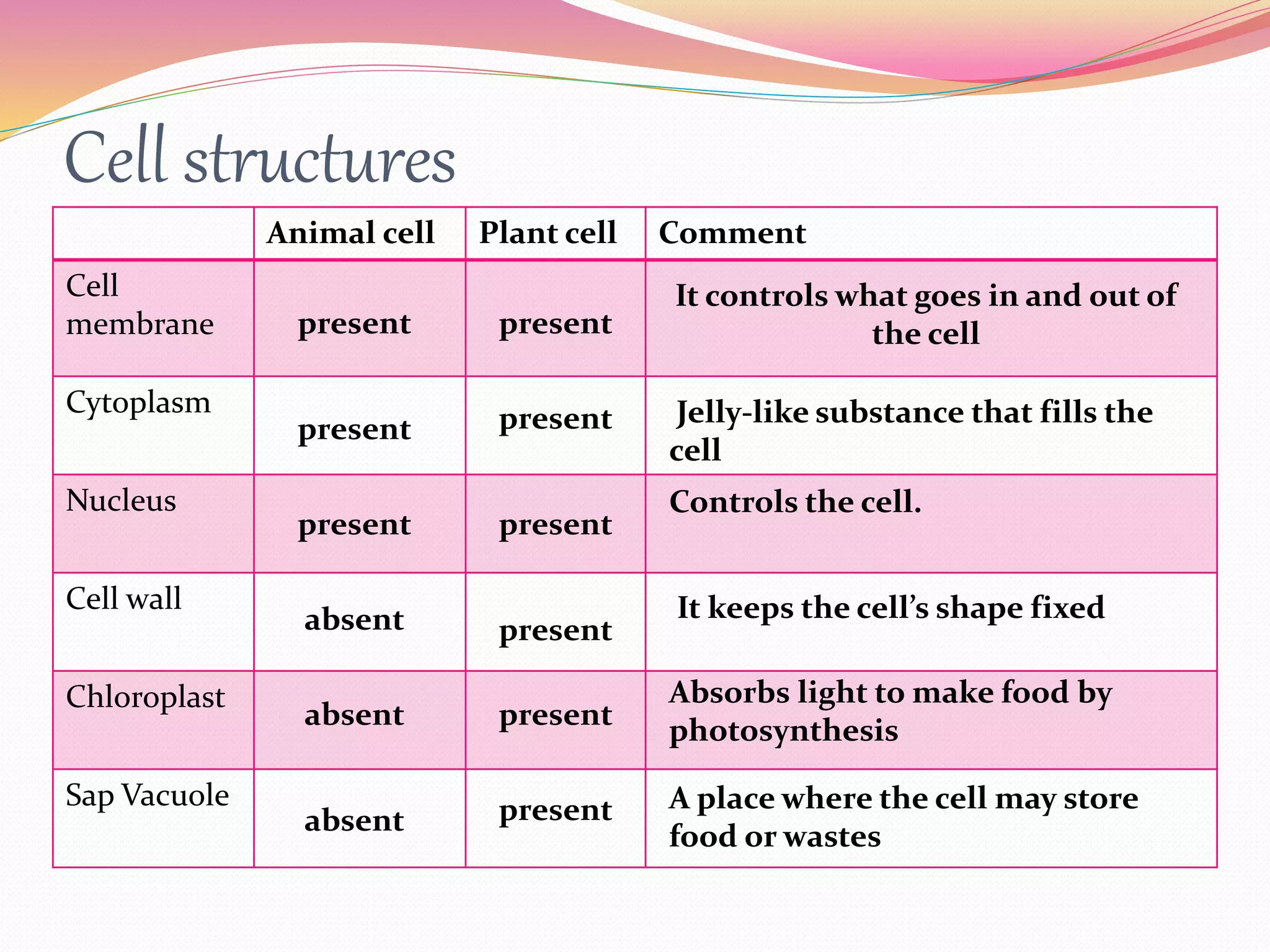 Cell structures
Animal cell Plant cell Comment
Cell
membrane
Cytoplasm
Nucleus
Cell wall
Chloroplast
Sap Vacuole
present
present
present
present
present
present
present
present
absent
It controls what goes in and out of
the cell
absent
Jelly-like substance that fills the
cell
Controls the cell.
It keeps the cell’s shape fixed
Absorbs light to make food by
photosynthesis
A place where the cell may store
food or wastes
absent
present
 