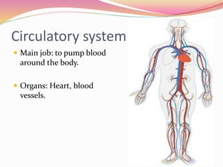 Circulatory system
 Main job: to pump blood
around the body.
 Organs: Heart, blood
vessels.
 