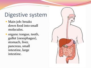 Digestive system
 Main job: breaks
down food into small
molecules.
 organs: tongue, teeth,
gullet (oesophagus),
stomach, liver,
pancreas, small
intestine, large
intestine.
 