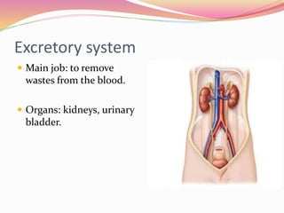 Excretory system
 Main job: to remove
wastes from the blood.
 Organs: kidneys, urinary
bladder.
 