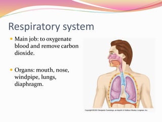 Respiratory system
 Main job: to oxygenate
blood and remove carbon
dioxide.
 Organs: mouth, nose,
windpipe, lungs,
diaphragm.
 