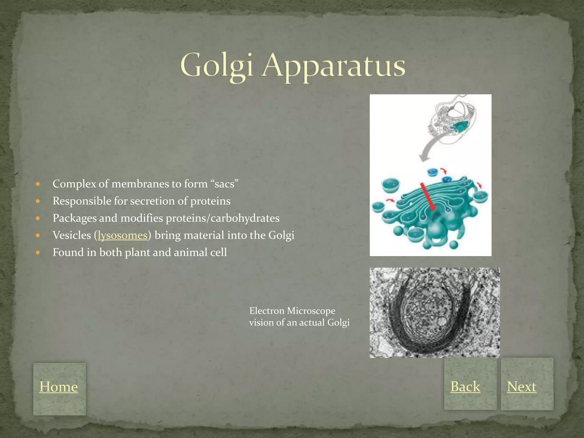    Complex of membranes to form “sacs”
   Responsible for secretion of proteins
   Packages and modifies proteins/carbohydrates
   Vesicles (lysosomes) bring material into the Golgi
   Found in both plant and animal cell




                                            Electron Microscope
                                            vision of an actual Golgi




Home                                                                    Back   Next
 