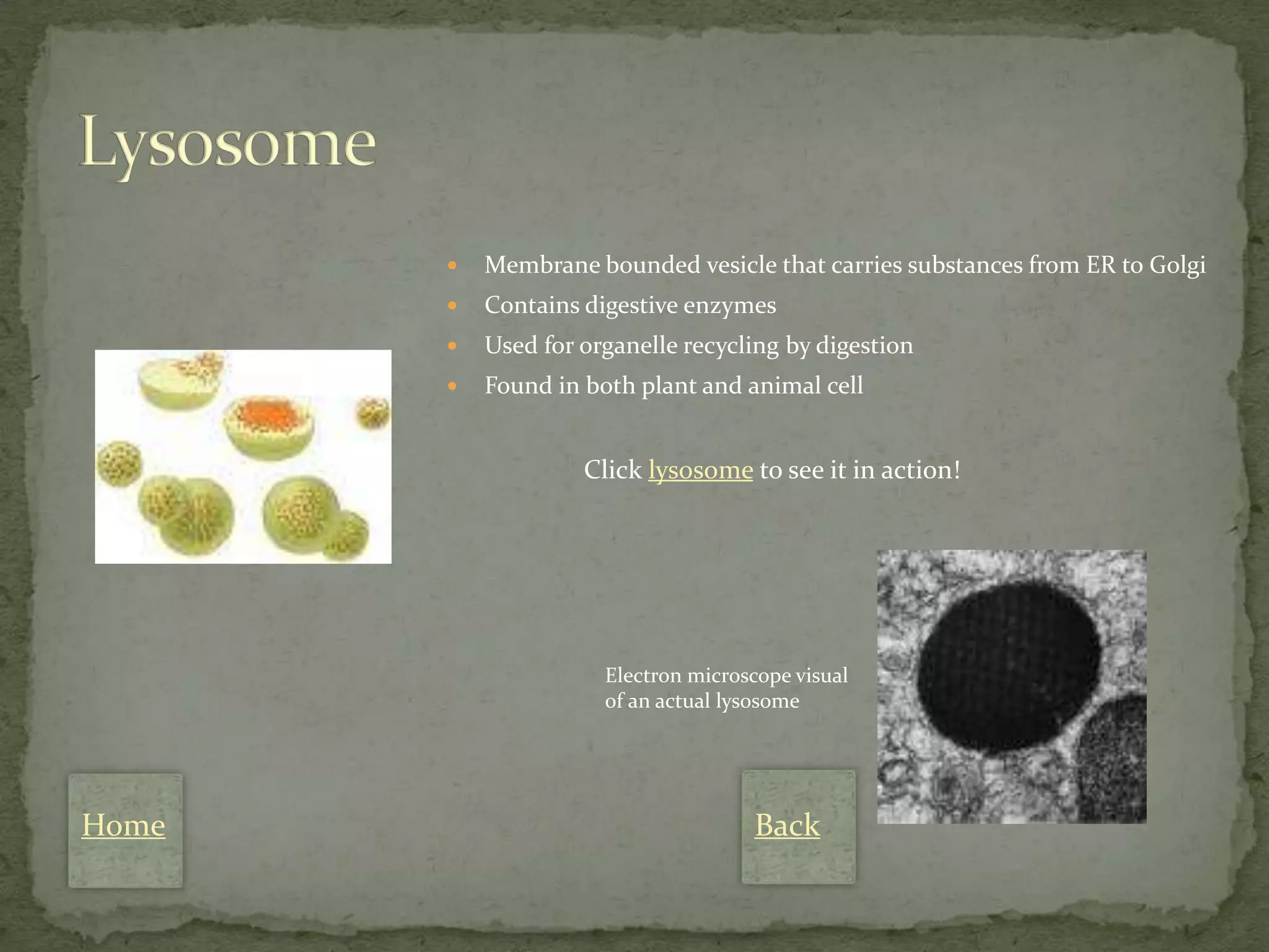    Membrane bounded vesicle that carries substances from ER to Golgi
          Contains digestive enzymes
          Used for organelle recycling by digestion
          Found in both plant and animal cell


                    Click lysosome to see it in action!




                      Electron microscope visual
                      of an actual lysosome




Home                                 Back
 