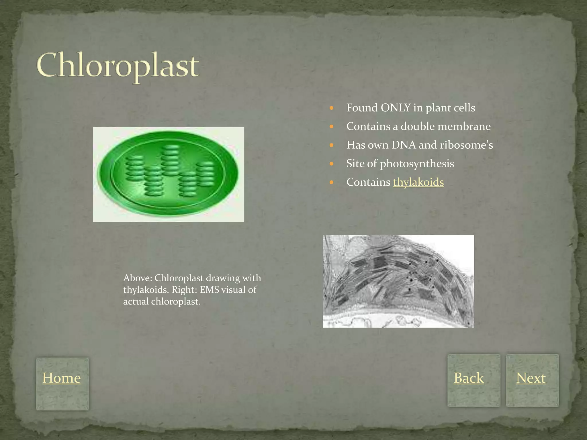    Found ONLY in plant cells
                                             Contains a double membrane
                                             Has own DNA and ribosome's
                                             Site of photosynthesis
                                             Contains thylakoids




       Above: Chloroplast drawing with
       thylakoids. Right: EMS visual of
       actual chloroplast.




Home                                                                Back   Next
 