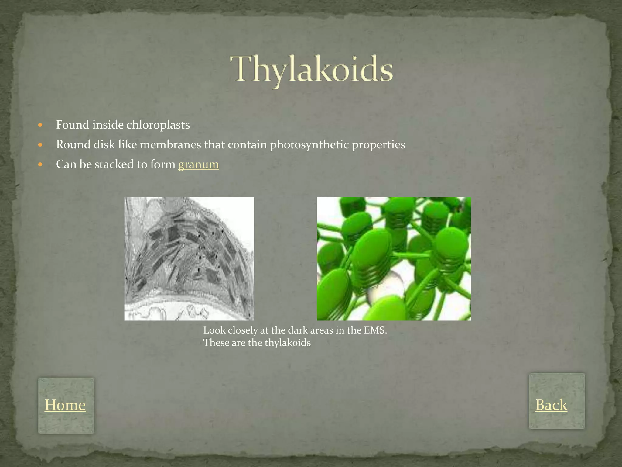     Found inside chloroplasts
    Round disk like membranes that contain photosynthetic properties
    Can be stacked to form granum




                                 Look closely at the dark areas in the EMS.
                                 These are the thylakoids




    Home                                                                      Back
 