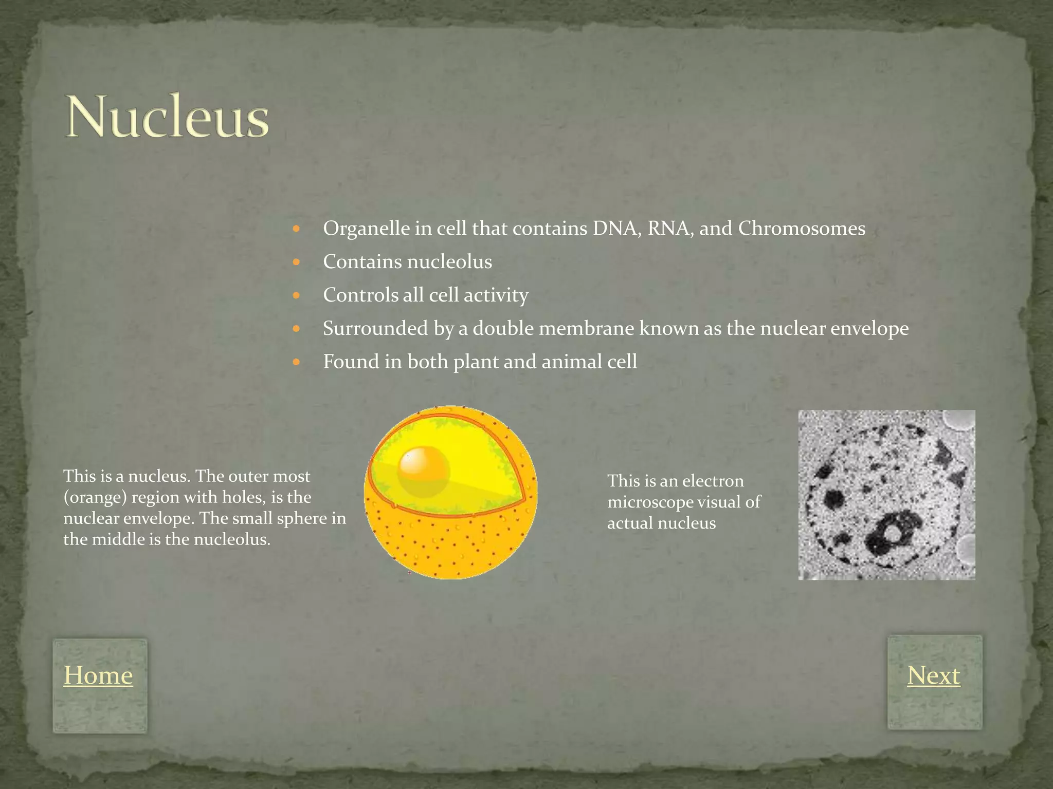    Organelle in cell that contains DNA, RNA, and Chromosomes
                                Contains nucleolus
                                Controls all cell activity
                                Surrounded by a double membrane known as the nuclear envelope
                                Found in both plant and animal cell




This is a nucleus. The outer most                               This is an electron
(orange) region with holes, is the                              microscope visual of
nuclear envelope. The small sphere in                           actual nucleus
the middle is the nucleolus.




Home                                                                                         Next
 