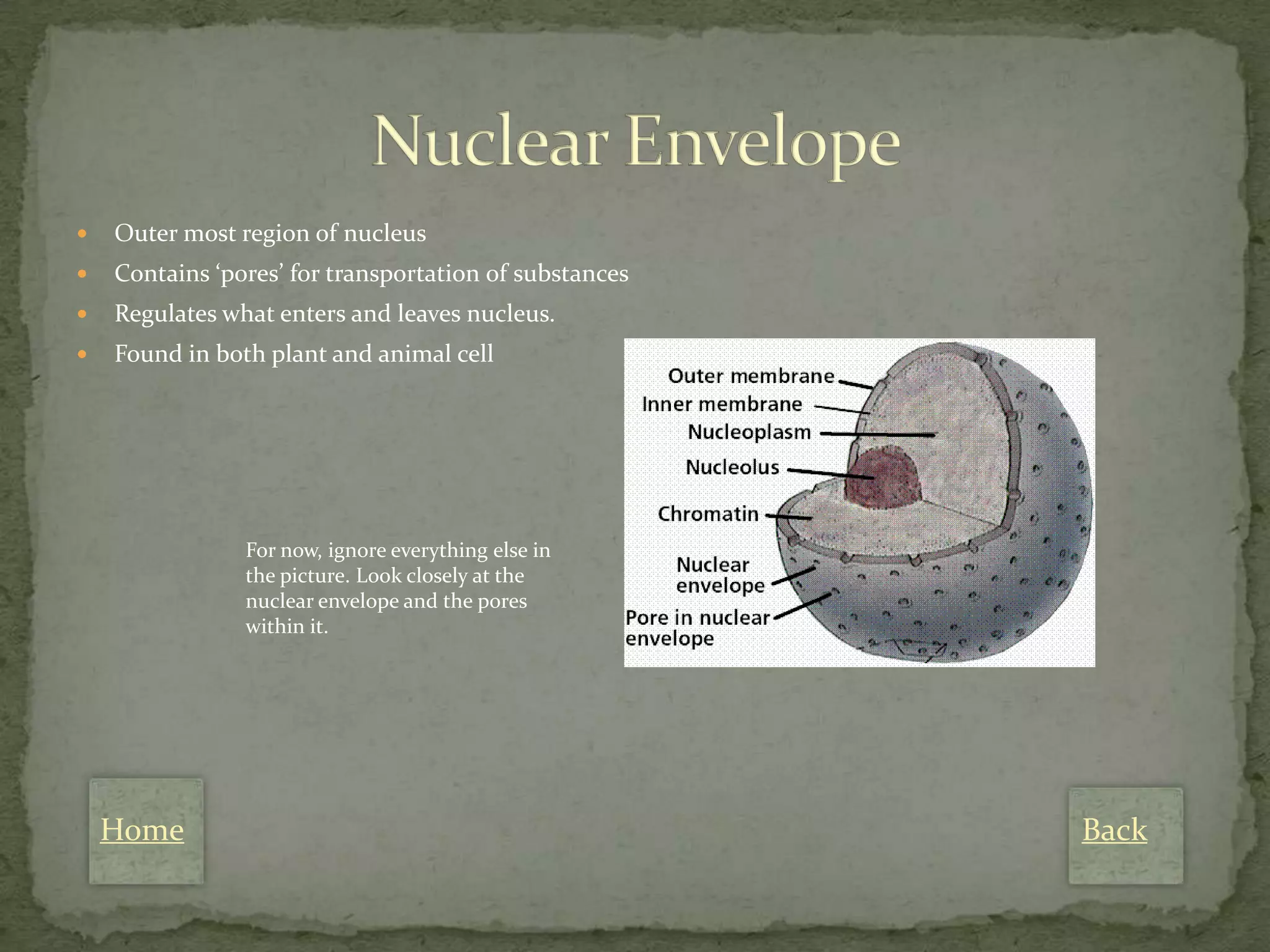    Outer most region of nucleus
   Contains ‘pores’ for transportation of substances
   Regulates what enters and leaves nucleus.
   Found in both plant and animal cell




                For now, ignore everything else in
                the picture. Look closely at the
                nuclear envelope and the pores
                within it.




    Home                                                Back
 