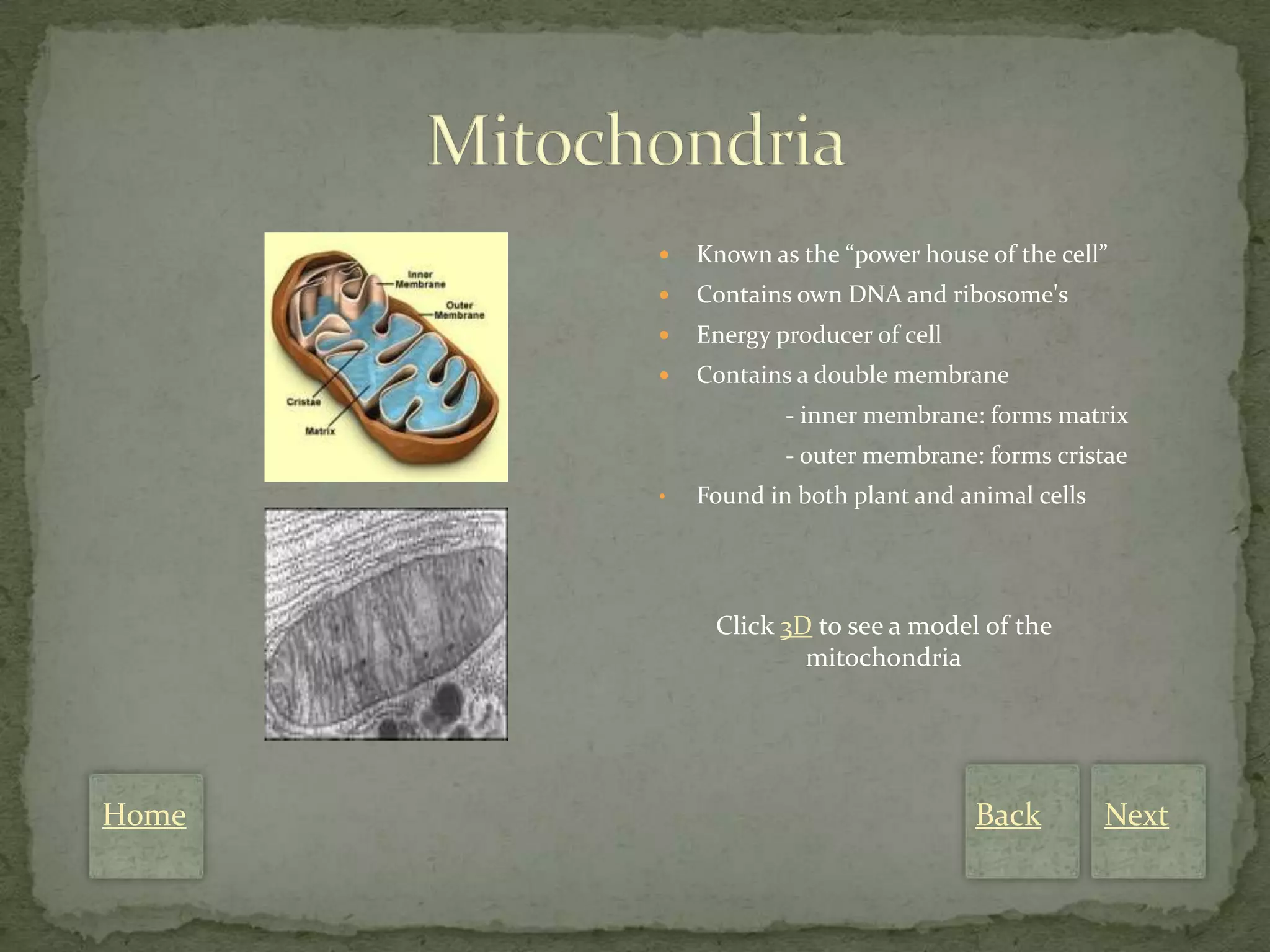    Known as the “power house of the cell”
          Contains own DNA and ribosome's
          Energy producer of cell
          Contains a double membrane
                   - inner membrane: forms matrix
                   - outer membrane: forms cristae
       •   Found in both plant and animal cells




            Click 3D to see a model of the
                    mitochondria




Home                                 Back         Next
 