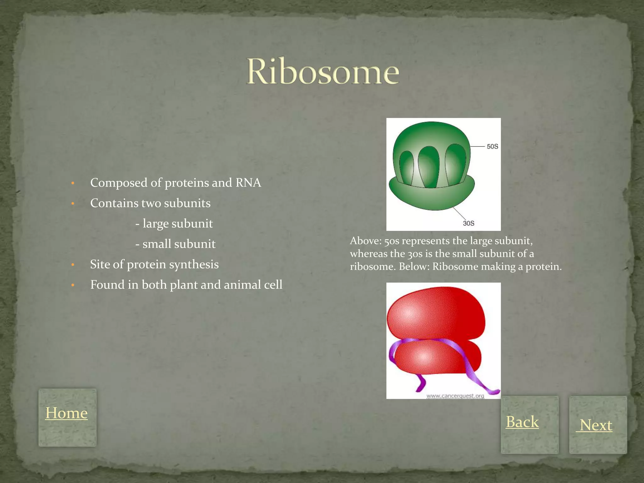 •    Composed of proteins and RNA
  •    Contains two subunits
               - large subunit
               - small subunit               Above: 50s represents the large subunit,
                                             whereas the 30s is the small subunit of a
  •    Site of protein synthesis             ribosome. Below: Ribosome making a protein.
  •    Found in both plant and animal cell




Home
                                                                            Back           Next
 