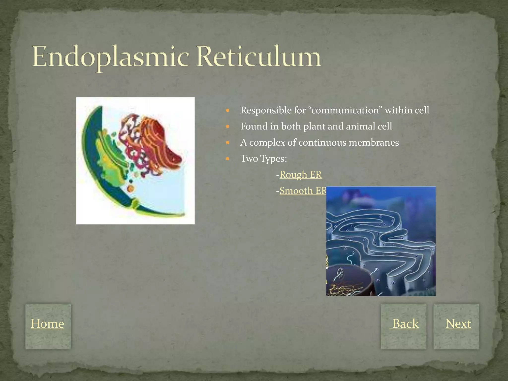    Responsible for “communication” within cell
          Found in both plant and animal cell
          A complex of continuous membranes
          Two Types:
                   -Rough ER
                   -Smooth ER




Home                                             Back    Next
 