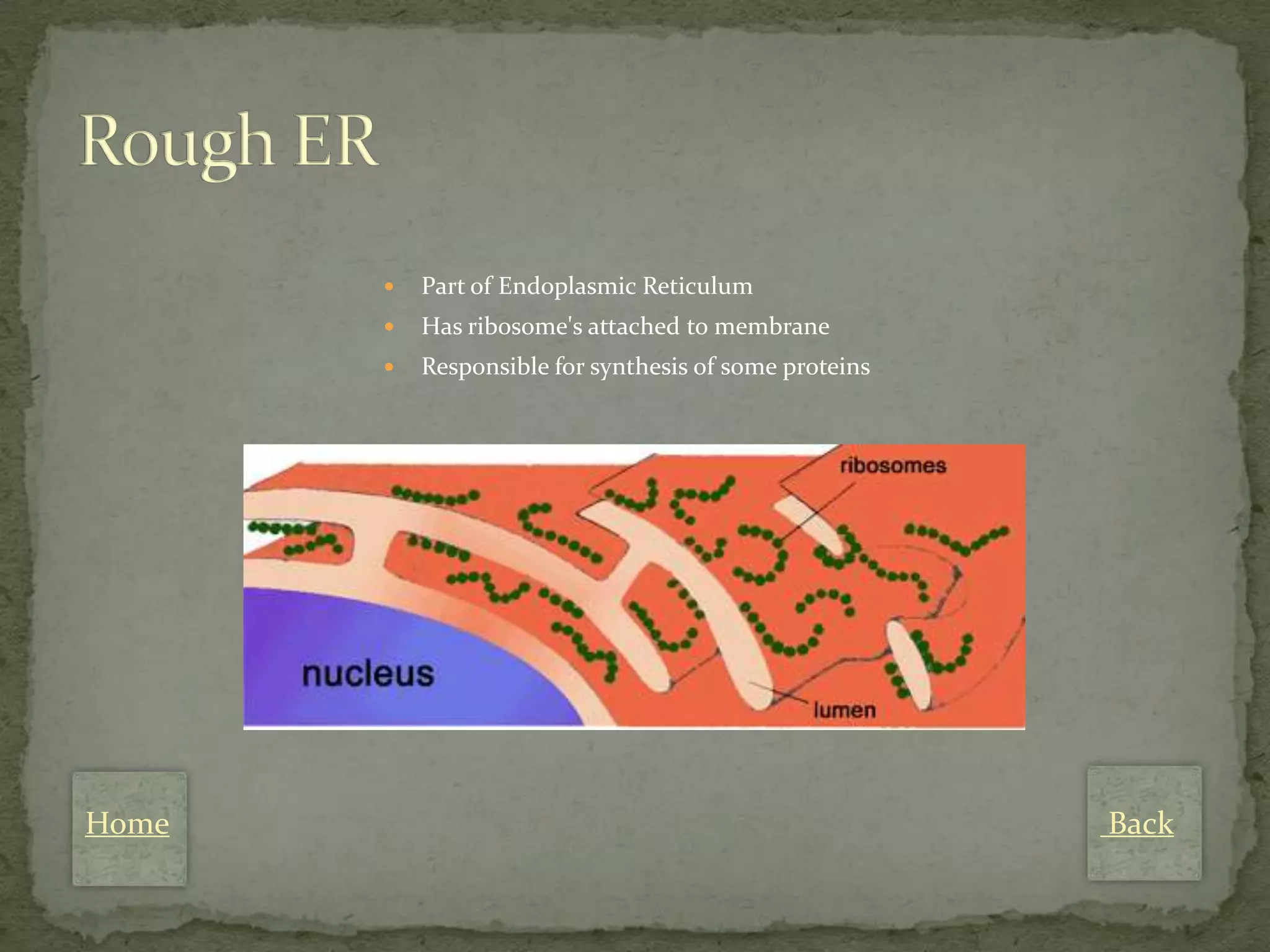    Part of Endoplasmic Reticulum
          Has ribosome's attached to membrane
          Responsible for synthesis of some proteins




Home                                                    Back
 