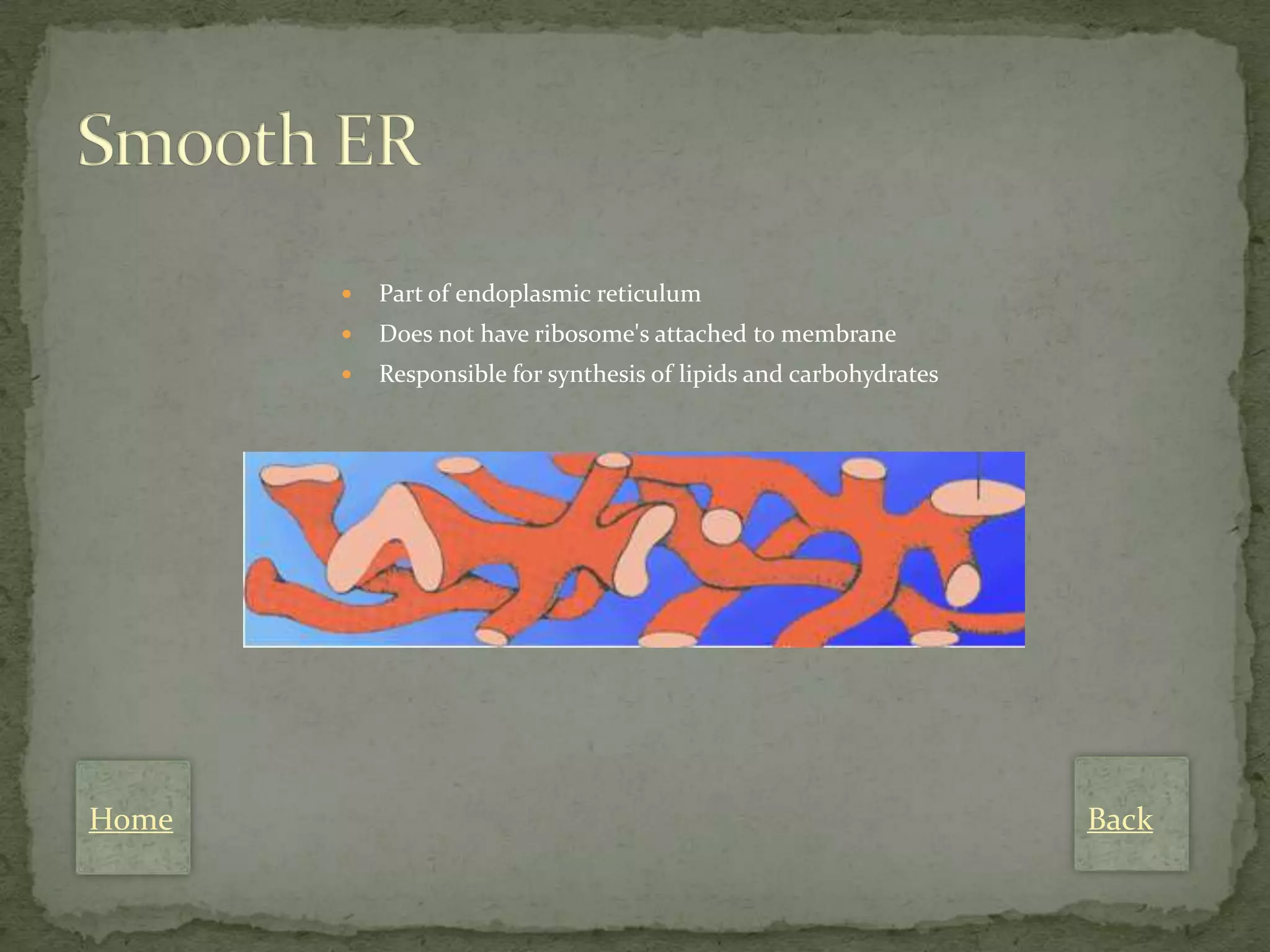    Part of endoplasmic reticulum
          Does not have ribosome's attached to membrane
          Responsible for synthesis of lipids and carbohydrates




Home                                                               Back
 