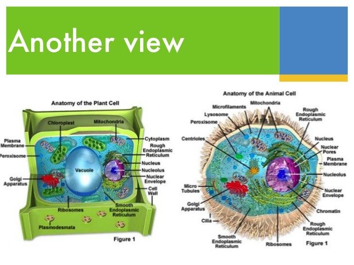 Cell tour