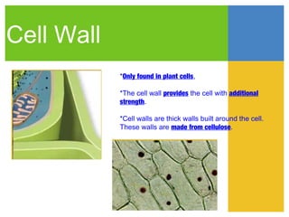 Cell Wall
            *Only found in plant cells,

            *The cell wall provides the cell with additional
            strength.

            *Cell walls are thick walls built around the cell.
            These walls are made from cellulose.
 