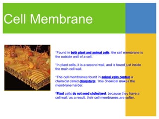 Cell Membrane

       *Found in both plant and animal cells, the cell membrane is
       the outside wall of a cell.

       *In plant cells, it is a second wall, and is found just inside
       the main cell wall.

       *The cell membranes found in animal cells contain a
       chemical called cholesterol. This chemical makes the
       membrane harder.

       *Plant cells do not need cholesterol, because they have a
       cell wall, as a result, their cell membranes are softer.
 