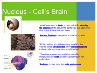 Nucleus - Cell’s Brain
            *A cell's nucleus, or brain, is responsible for directing
            the activities of the cell, in the same way that your brain
            directs the activities of your body.

            *Nuclear Envelope - has pores, surrounds nucleus.



            *In the nucleus you will see many small rod like
            objects called Chromosomes. They contain blueprints
            for how cells and organisms should be built.

            *The chromosomes are made from smaller
            molecules called DNA, and RNA (information-rich
            molecules)

            *Nucleolus contain parts that make up ribosomes.
 