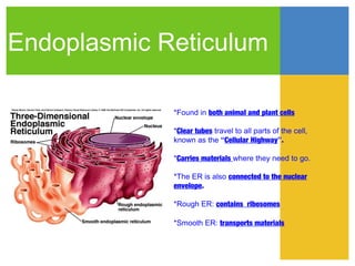 Endoplasmic Reticulum

             *Found in both animal and plant cells

             *Clear tubes travel to all parts of the cell,
             known as the “Cellular Highway”.

             *Carries materials where they need to go.

             *The ER is also connected to the nuclear
             envelope.

             *Rough ER: contains ribosomes

             *Smooth ER: transports materials
 