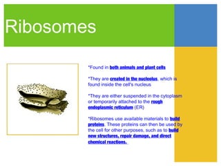 Ribosomes
        *Found in both animals and plant cells

        *They are created in the nucleolus, which is
        found inside the cell's nucleus

        *They are either suspended in the cytoplasm
        or temporarily attached to the rough
        endoplasmic reticulum (ER)

        *Ribosomes use available materials to build
        proteins. These proteins can then be used by
        the cell for other purposes, such as to build
        new structures, repair damage, and direct
        chemical reactions.
 