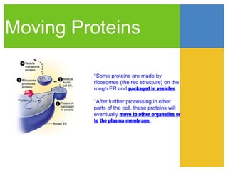 Moving Proteins

         *Some proteins are made by
         ribosomes (the red structure) on the
         rough ER and packaged in vesicles.

         *After further processing in other
         parts of the cell, these proteins will
         eventually move to other organelles or
         to the plasma membrane.
 