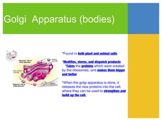Golgi Apparatus (bodies)


            *Found in both plant and animal cells

            *Modifies, stores, and dispatch products
              *Takes the proteins which were created
            by the ribosomes, and makes them bigger
            and better

            *When the golgi apparatus is done, it
            releases the new proteins into the cell,
            where they can be used to strengthen and
            build up the cell.
 