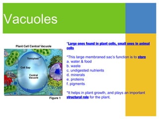 Vacuoles
           *Large ones found in plant cells, small ones in animal
           cells

           *This large membraned sac’s function is to store
           a. water & food
           b. waste
           c. undigested nutrients
           d. minerals
           e. proteins
           f. pigments

           *It helps in plant growth, and plays an important
           structural role for the plant.
 