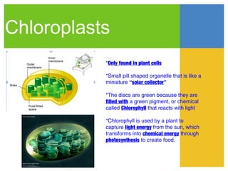 Chloroplasts
           *Only found in plant cells

           *Small pill shaped organelle that is like a
           miniature “solar collector”

           *The discs are green because they are
           filled with a green pigment, or chemical
           called Chlorophyll that reacts with light

           *Chlorophyll is used by a plant to
           capture light energy from the sun, which
           transforms into chemical energy through
           photosynthesis to create food.
 
