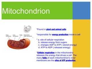 Mitochondrion

         *Found in plant and animal cells

         *responsible for energy production inside a cell

         * a. site of cellular respiration
           b. release energy from sugars
           c. changes ADP to ATP ( stored energy)
           d. ATP to ADP ( releases energy)

         *Cellular respiration in the mitochondria
         releases the energy that drives a cell. The
         many folds of each mitochondrion's inner
         membrane are the sites of ATP production.
 