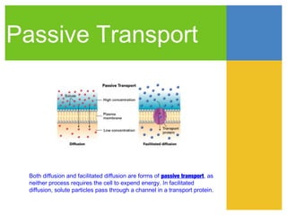 Passive Transport




  Both diffusion and facilitated diffusion are forms of passive transport, as
  neither process requires the cell to expend energy. In facilitated
  diffusion, solute particles pass through a channel in a transport protein.
 