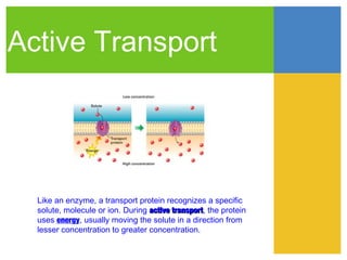 Active Transport




  Like an enzyme, a transport protein recognizes a specific
  solute, molecule or ion. During active transport, the protein
                                         transport
  uses energy, usually moving the solute in a direction from
  lesser concentration to greater concentration.
 