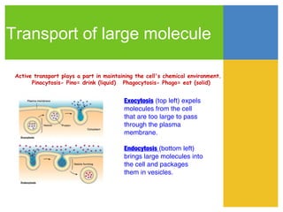 Transport of large molecule

 Active transport plays a part in maintaining the cell's chemical environment.
       Pinocytosis- Pino= drink (liquid) Phagocytosis- Phago= eat (solid)


                                         Exocytosis (top left) expels
                                         molecules from the cell
                                         that are too large to pass
                                         through the plasma
                                         membrane.

                                         Endocytosis (bottom left)
                                         brings large molecules into
                                         the cell and packages
                                         them in vesicles.
 