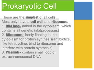 Prokaryotic Cell
These are the simplest of all cells.
Most only have a cell wall and ribosomes.
1. DNA loop- naked in the cytoplasm, which
contains all genetic info(processes)
2. Ribosomes- freely floating in the
cytoplasm for protein synthesis(antibiotics,
like tetracycline, bind to ribosome and
interfere with protein synthesis)
3. Plasmids- contain small loop of
extrachromosomal DNA
 