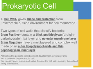 Prokaryotic Cell
4. Cell Wall- gives shape and protection from
unfavorable outside environment for cell membrane

Two types of cell walls that classify bacteria:
Gram Positive- contain a thick peptidoglycan(protein-
carbohydrate mix) layer and no outer membrane layer
Gram Negative- have a multilayered and complex wall
made of an outer lipopolysaccharide and thin
peptidoglycan inner layer
Antibiotics like penicillin inhibit cell wall development, which prevents
reproduction of the prokaryotic cell.
Enzymes in tears, mucus, and saliva dissolve the cell wall, rupturing the cell and
killing the bacteria.
 