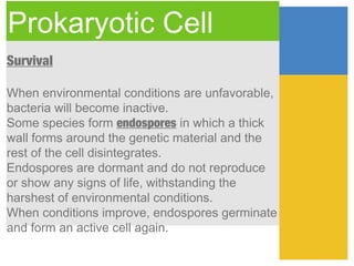 Prokaryotic Cell
Survival

When environmental conditions are unfavorable,
bacteria will become inactive.
Some species form endospores in which a thick
wall forms around the genetic material and the
rest of the cell disintegrates.
Endospores are dormant and do not reproduce
or show any signs of life, withstanding the
harshest of environmental conditions.
When conditions improve, endospores germinate
and form an active cell again.
 