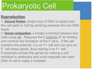Prokaryotic Cell
Reproduction
1. Asexual fission- single loop of DNA is copied and
the cell splits in half by pinching between the two DNA
loops.
2. Sexual conjugation- a bridge is formed between two
cells using pili. Requires the F plasmid (F for fertility)
and controls the formation of the F pilus. If the cell
contains this plasmid, it is an F+ cell and can give an
F- cell these genes, thus making it an F+ cell.
R plasmids contain the genes for making a cell
resistant to antibiotics and must integrate into main
DNA of cell to make it resistant.
 