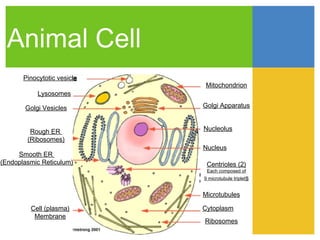 Animal Cell
       Pinocytotic vesicle
                             Mitochondrion
            Lysosomes

       Golgi Vesicles        Golgi Apparatus


         Rough ER            Nucleolus
        (Ribosomes)
                             Nucleus
     Smooth ER
(Endoplasmic Reticulum)       Centrioles (2)
                              Each composed of
                             9 microtubule triplets


                             Microtubules

         Cell (plasma)       Cytoplasm
          Membrane
                             Ribosomes
 