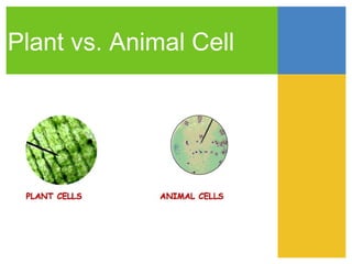 Plant vs. Animal Cell
 
